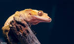Crested Gecko by nakkimo