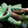 Trimeresurus Trigonocephalus