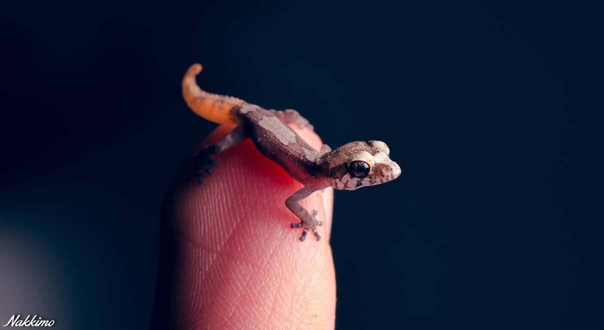 Paroedura androyensis hatchling by nakkimo