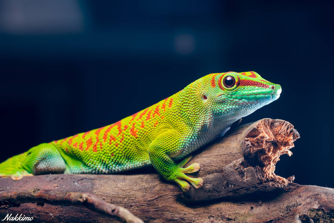 Gecko Deviantart Day Gecko by nakkimo on DeviantArt