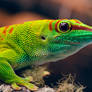 Phelsuma madagascariensis