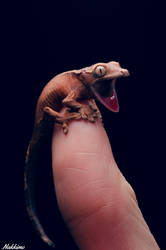 Correlophus ciliatus hatchling.