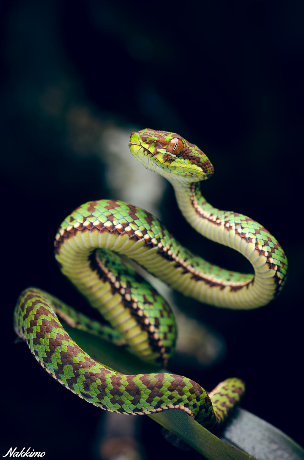 Trimeresurus venustus