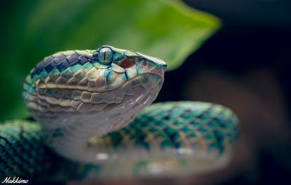 Trimeresurus Trigonocephalus