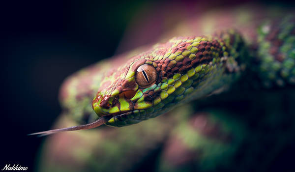 Trimeresurus venustus