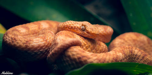 Eyelash viper by nakkimo