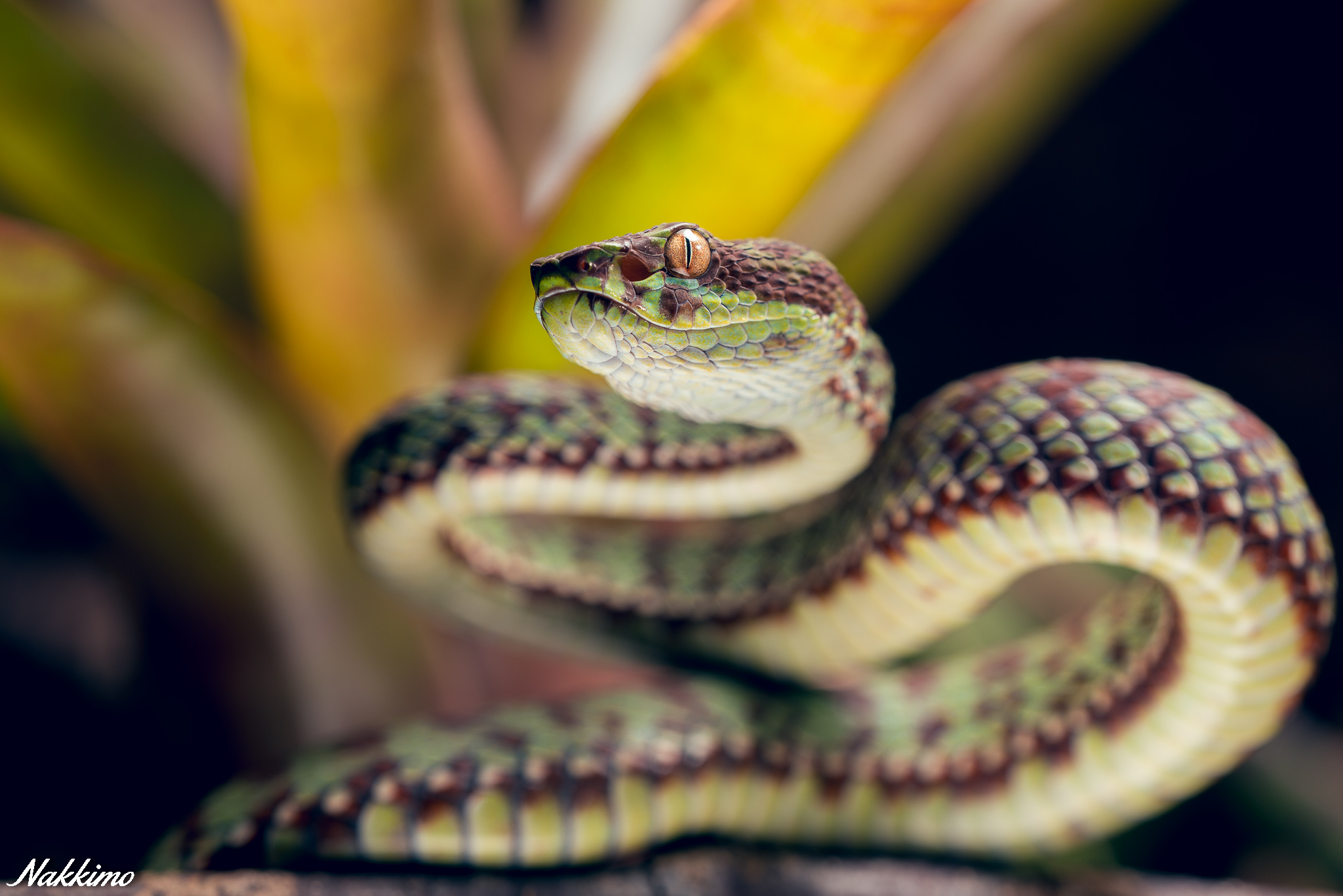 Atheris chlorechis being cute as fuck : r/snakes