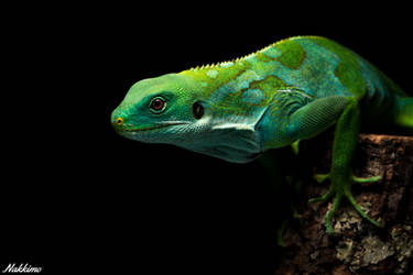 Fiji banded iguana