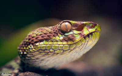 Beautiful pit viper