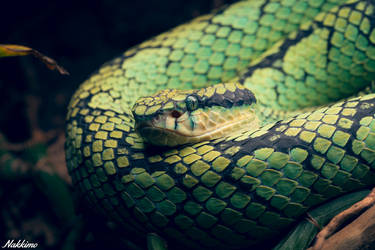 Sri Lankan pit viper