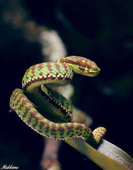 Trimeresurus venustus