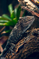 Western Bearded Anole