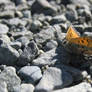 Alpine Butterfly