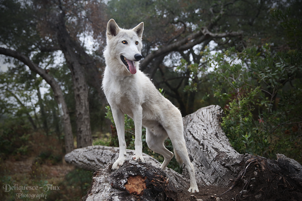 Wolf by Deliquesce-Flux Wolf by Deliquesce-Flux