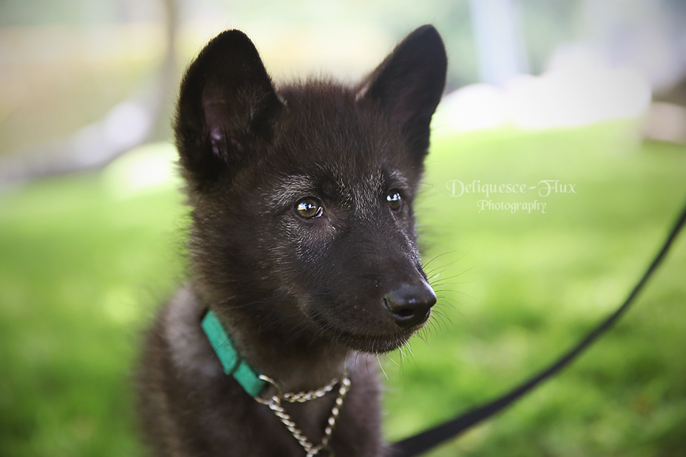 Wolfdog Pup by Deliquesce-Flux Wolfdog Pup by Deliquesce-Flux