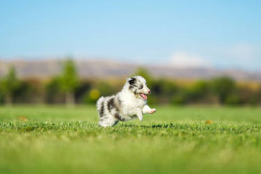 Sheltie Puppy by Deliquesce-Flux