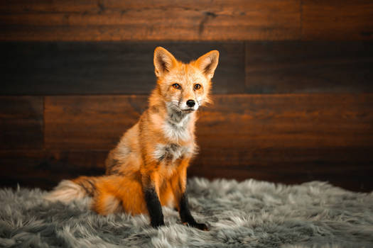 Viktor the Fox