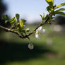 Plum-tree flower