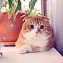 Scottish Fold