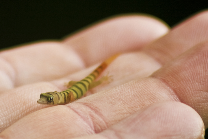 Ashy gecko -- Tiny subject