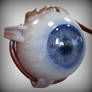 Realistic Eye model