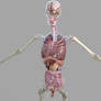 Female anatomy model