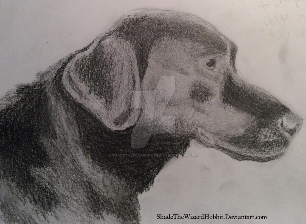 Black Lab Deviantart Black Labrador by ShadeTheWizardHobbit on DeviantArt