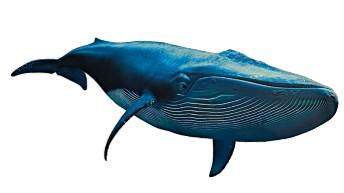 Finding Nemo Whale By Christiantyler123 On DeviantArt finding-nemo-whale-by-christiantyler123-on-deviantart