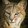 Bobcat 3