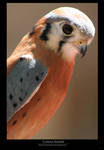 .Curious Kestrel. by Flame-of-the-Phoenix