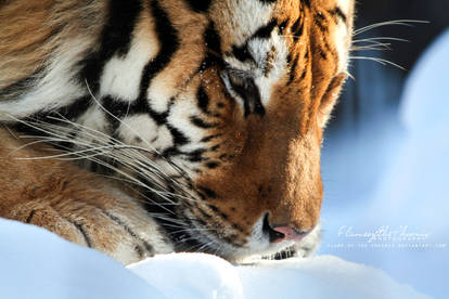 Crouched in the Snow