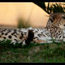 Lounging in the Grass