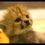 Interest: Cheetah Cub