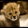 Cheetah Cub: Worried