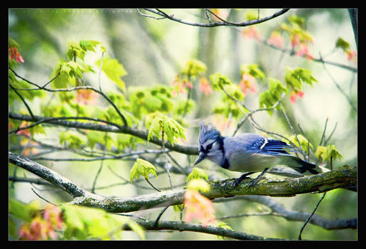 Curious Jay