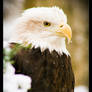 Bald Eagle: Snow