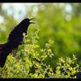 Great-tailed Grackle: Calling