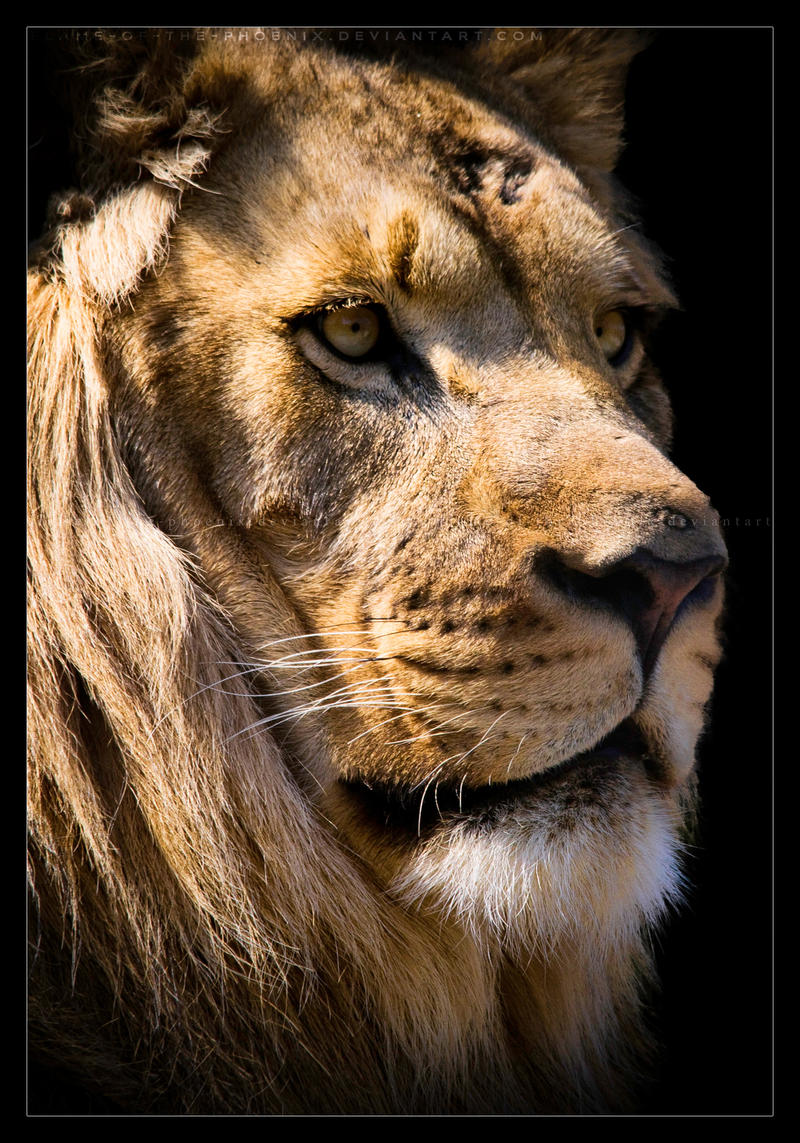 Lion: Majestic by Flame-of-the-Phoenix