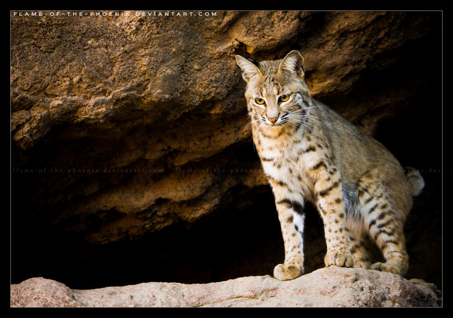 Bobcat: Climb Down?