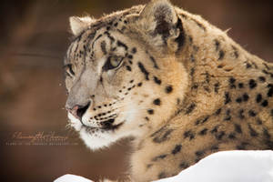 Snow Leopard: Peaceful