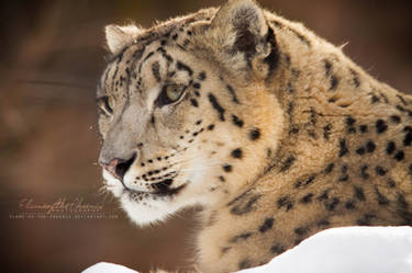 Snow Leopard: Peaceful