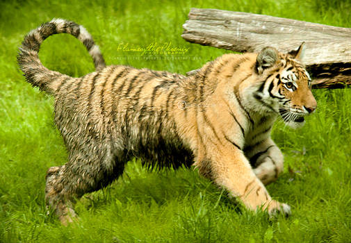 Tiger Cub: Mud