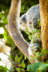 Koala: Peeking