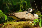 Canada Goose: Resting in the Sun by Flame-of-the-Phoenix