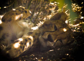 Cheetah Cub: Relaxing