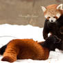 Red Panda: Attack