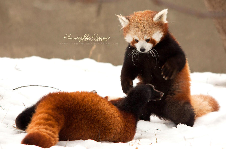 Red Panda: by Flame-of-the-Phoenix on