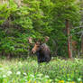 Moose: Wild Flowers