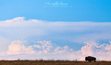 Lone Bison