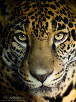 Jaguar: Eyes